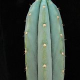 Trichocereus macrogonus JL  (Only one plant is available per size - Une seule plante est disponible par taille)